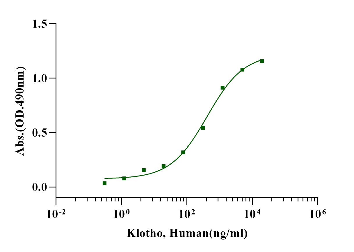 Klotho蛋白在移植肾功能保护中的作用机制研究进展