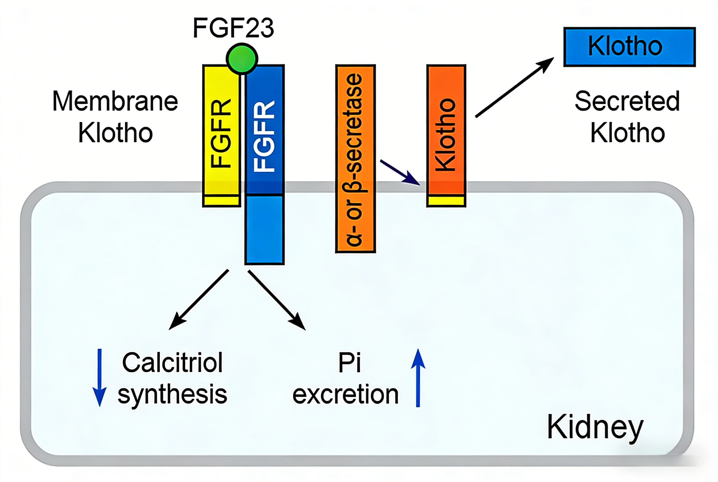 Klotho β蛋白的结构特征与生物学功能研究