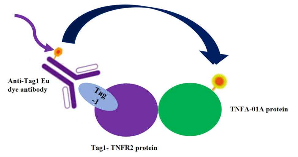 基于TR-FRET技术的TNF-α/TNFR2轴在NK细胞代谢重编程中的作用研究
