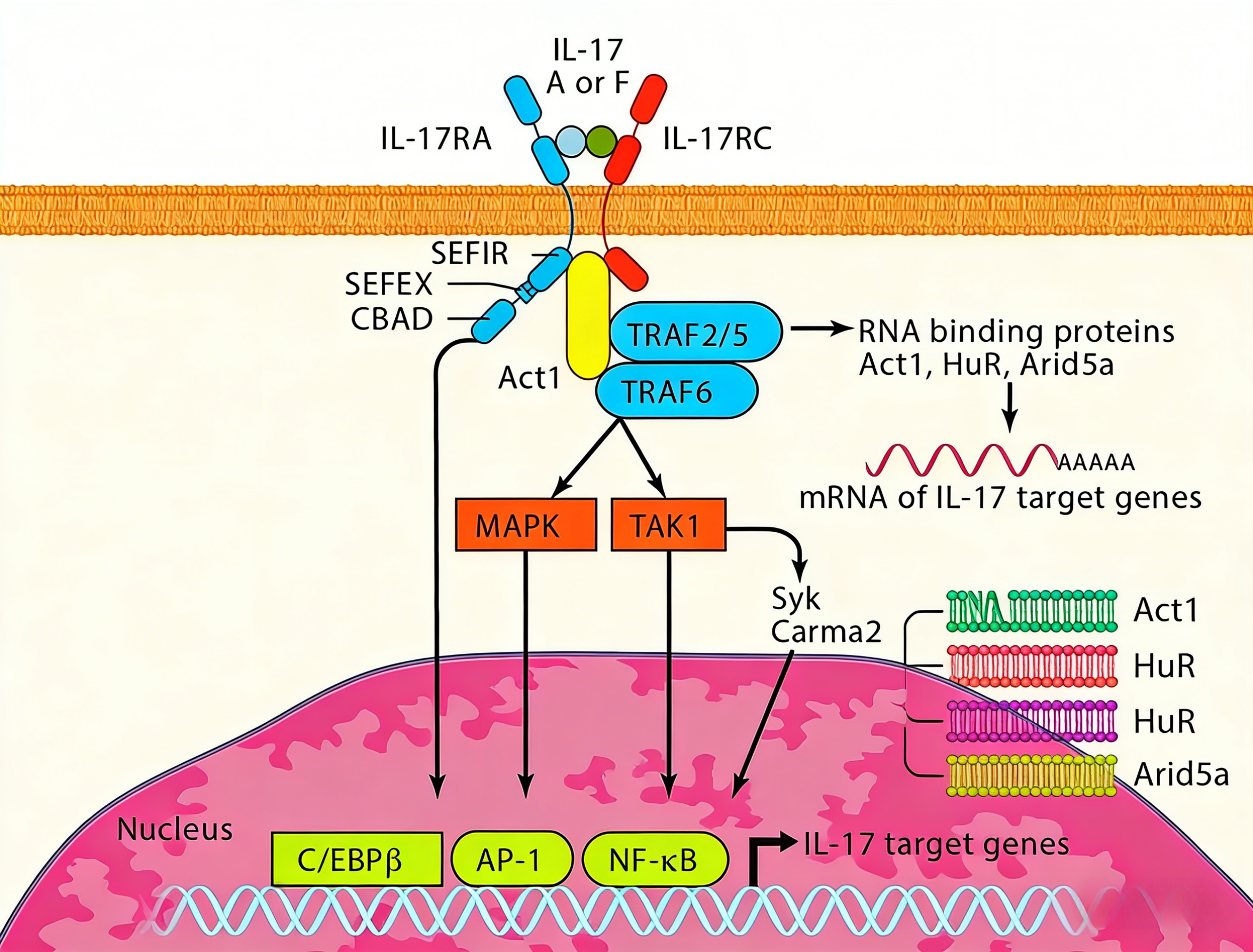 基于TR-FRET技术的IL-17A/IL-17RA信号通路结构与功能研究