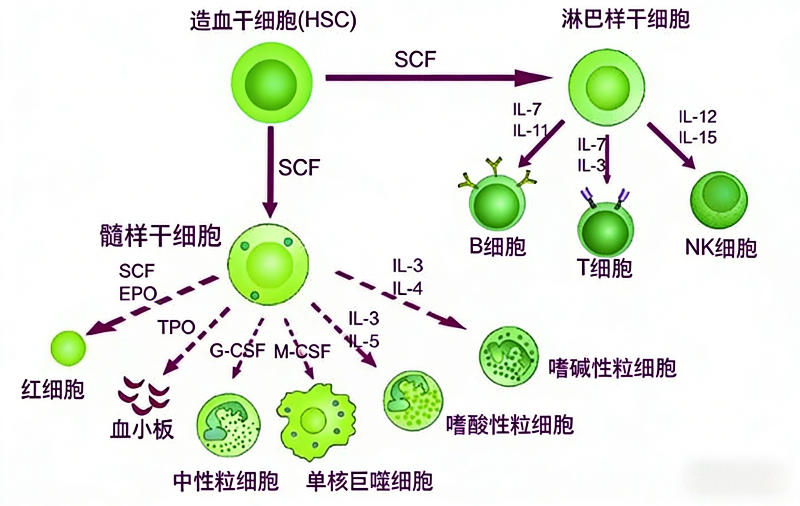 基于TR-FRET技术的IL-3/IL-3R信号轴在造血调控中的作用研究