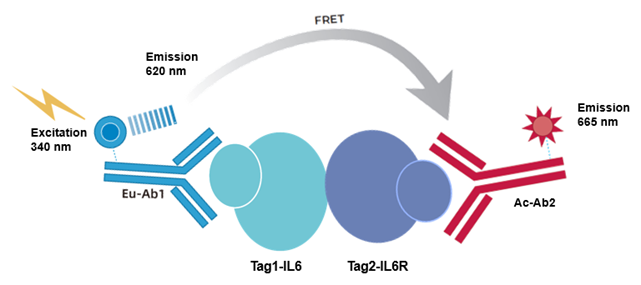 基于TR-FRET技术的IL-6/IL-6R信号通路结构与功能研究