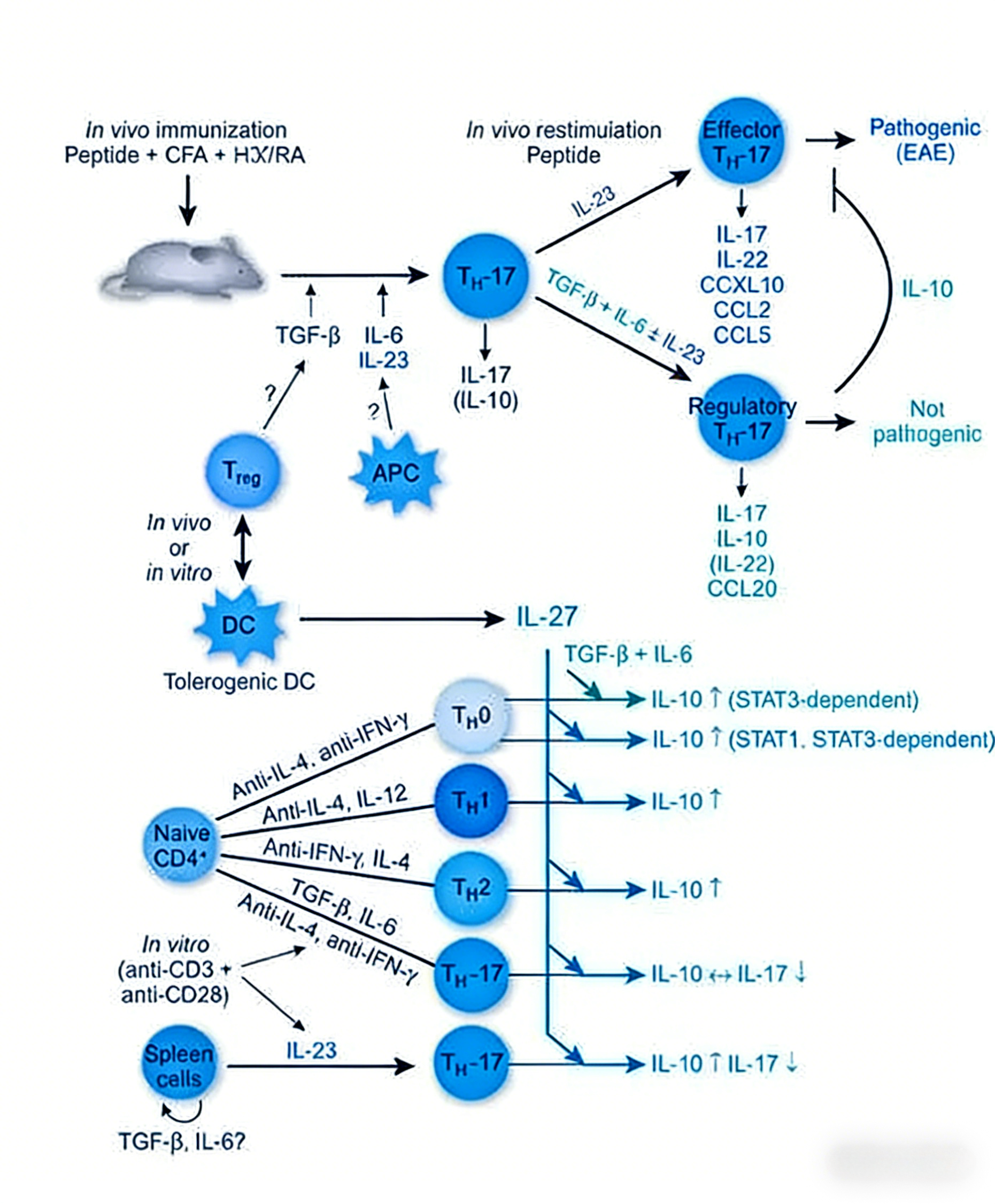 基于TR-FRET技术的IL-10/IL-10RA信号通路在极早发型炎症性肠病中的作用研究