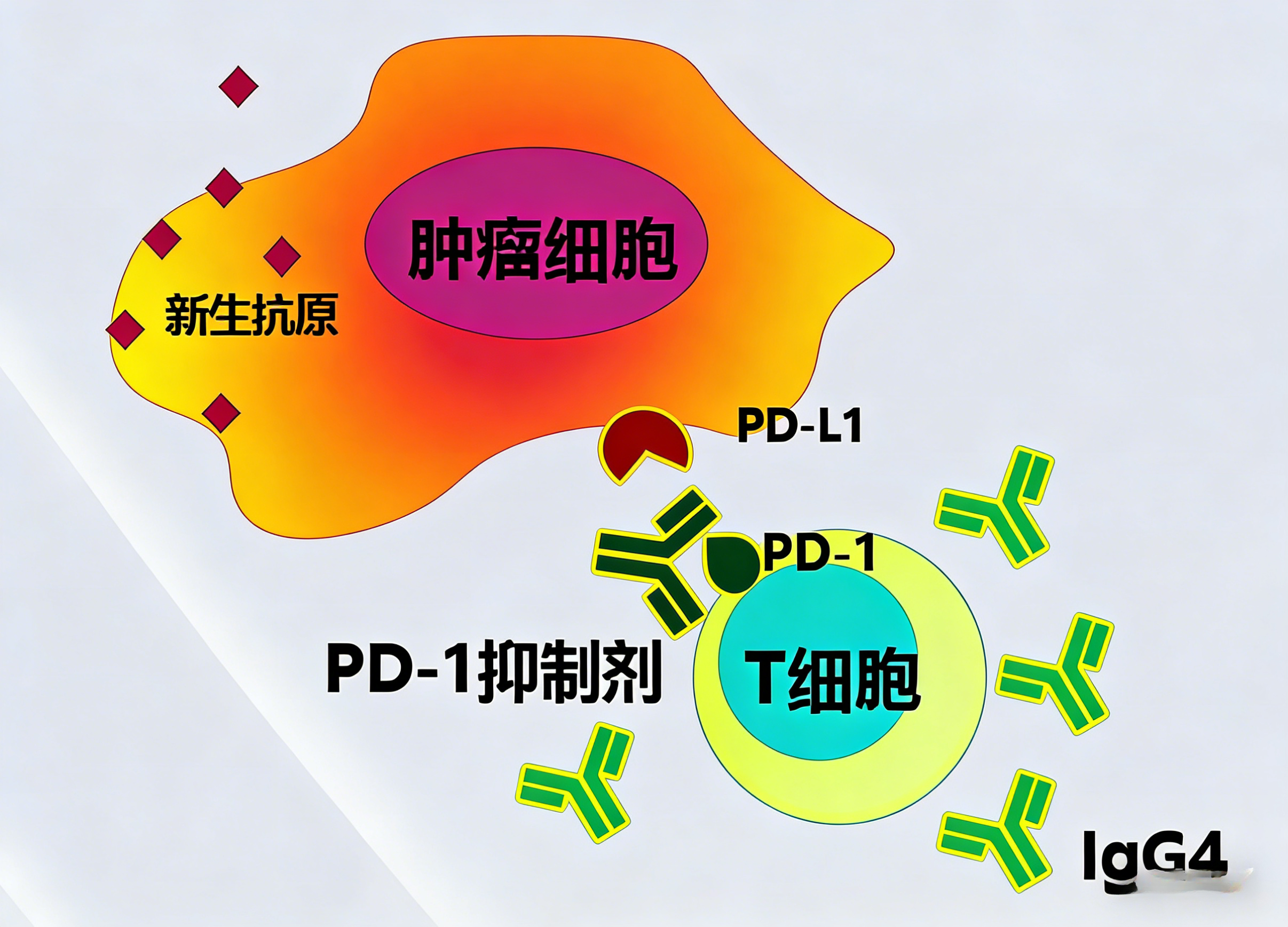 基于TR-FRET技术的PD1/PD-L1抑制剂作用机制研究