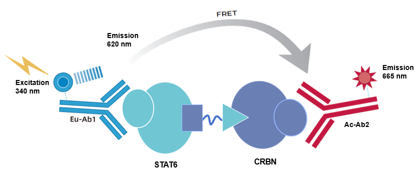 基于TR-FRET技术的STAT6/CRBN PROTAC试剂盒在靶向蛋白降解研究中的应用