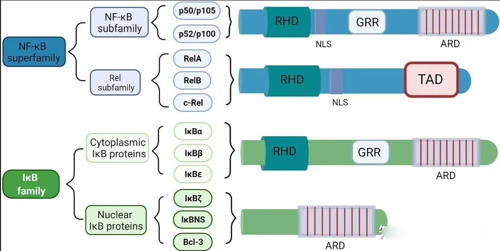 NF-κB p65 Ser536 磷酸化的分子调控与信号功能解析
