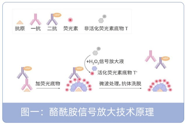 一文读懂四色多重荧光免疫组化试剂盒