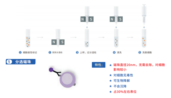 有柱式磁珠分选示意图