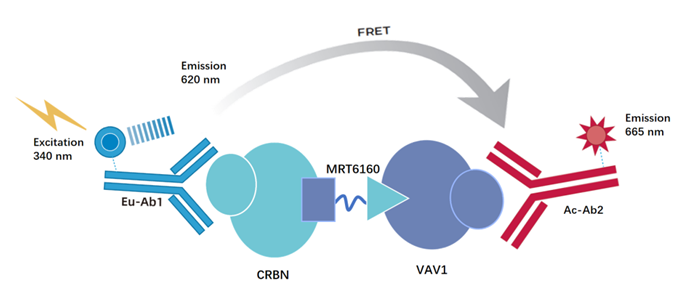 TR-FRET技术在VAV1/CRBN靶向PROTAC定量评估中的应用