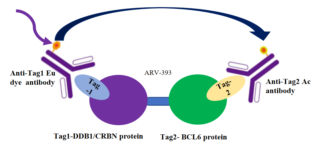 TR-FRET BCL6/CRBN PROTAC 试剂盒技术原理与应用