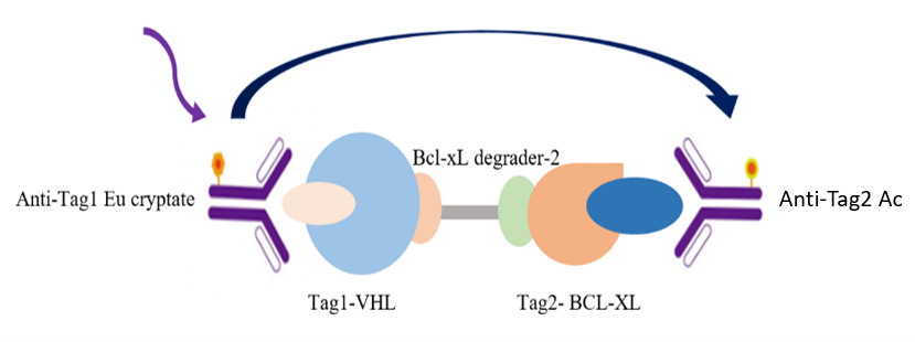 基于TR-FRET技术的BCL-xL/VHL PROTAC降解剂在抗肿瘤治疗中的研究