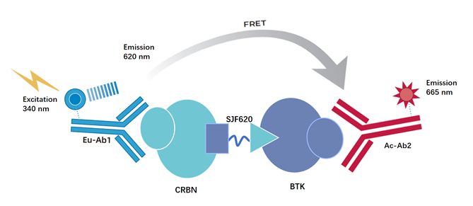 PROTAC降解BTK的机理研究、分子设计及TR-FRET检测应用
