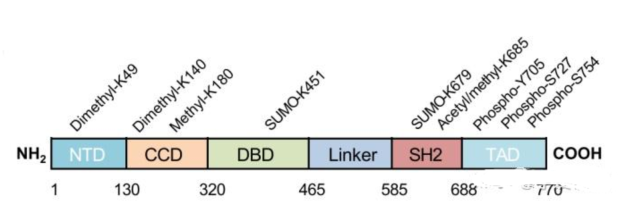 总 STAT3 在通路研究中的关键参照价值