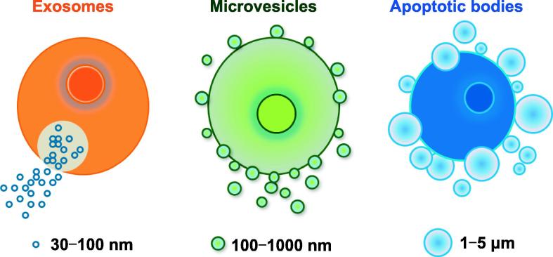 微囊泡（Microvesicles）科普：定义、分类、功能