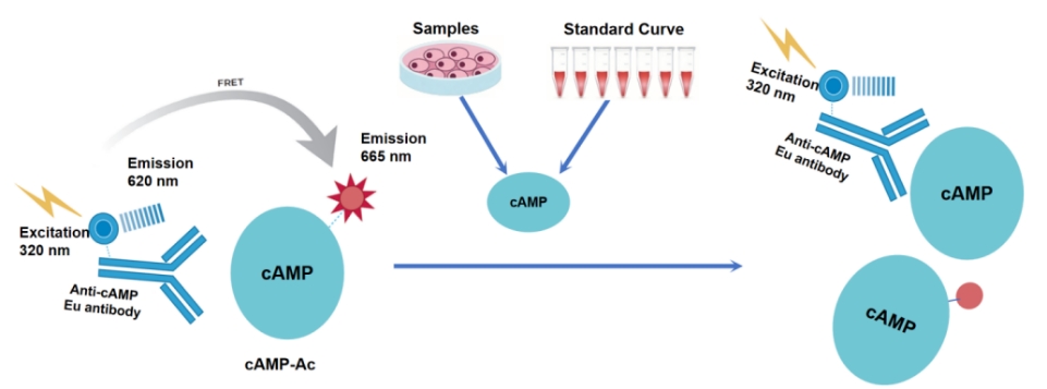 TR-FRET cAMP高范围检测试剂盒的技术原理与应用分析