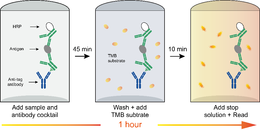 IFN-γ检测的高效革新：Human IFN-γ OneStep ELISA Kit解析