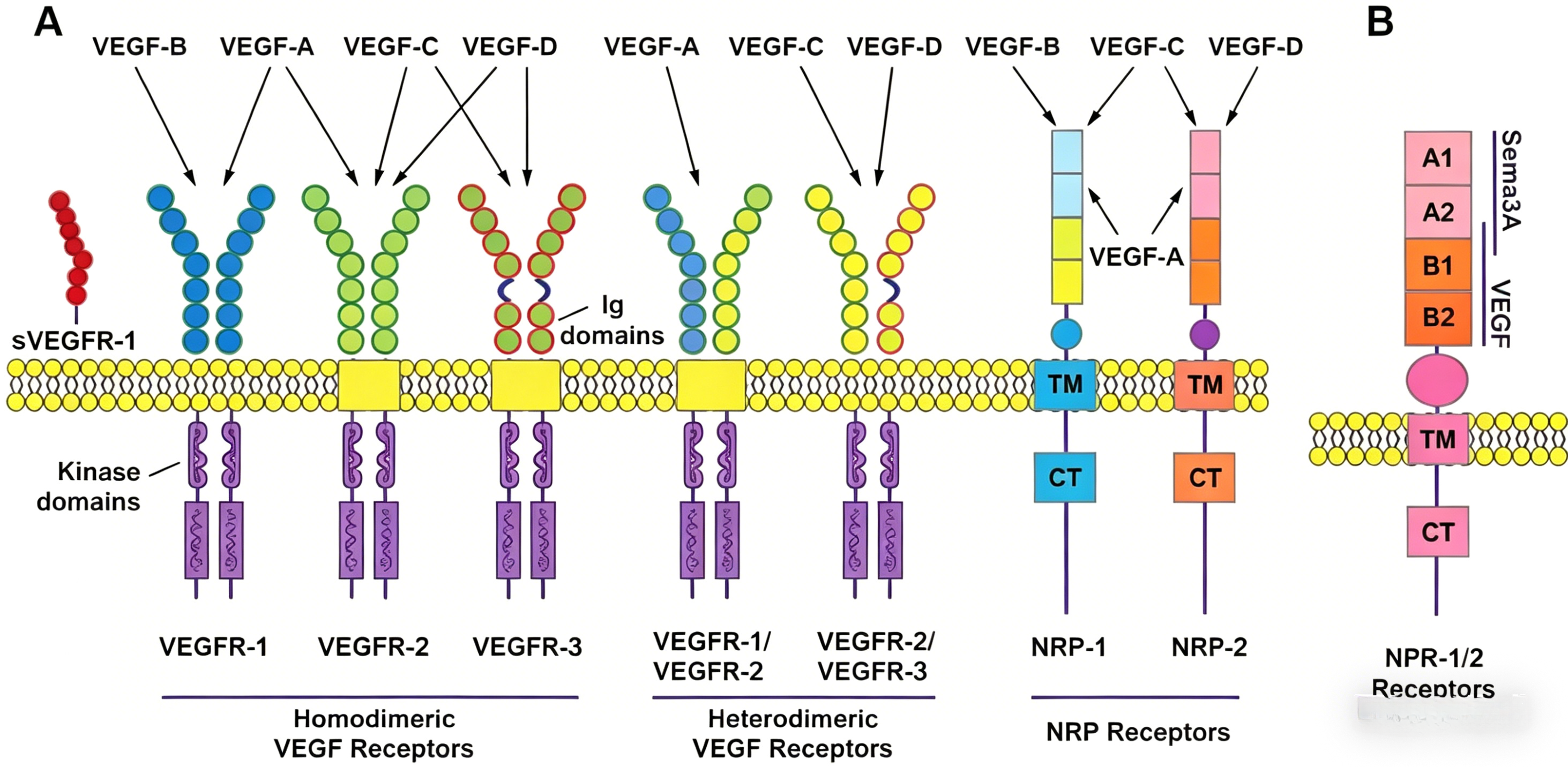 VEGF165蛋白:血管生成的核心调控因子与肿瘤治疗靶点