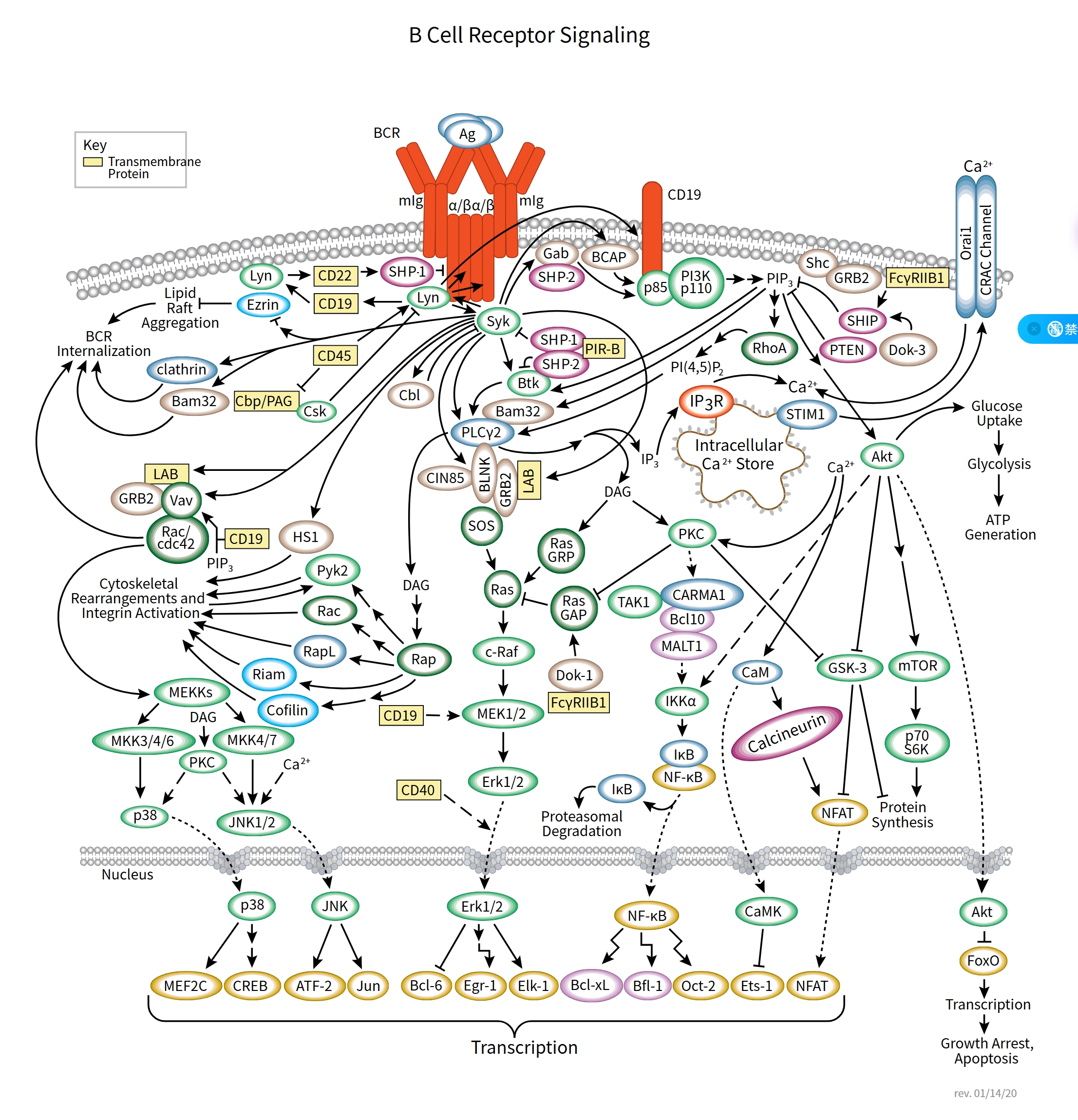 B Cell Receptor Signaling（B 细胞受体信号通路）科普