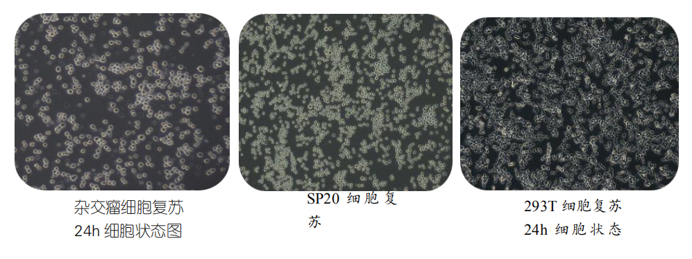 细胞冻存为什么总是“复苏不回来”？关键不在细胞，而在这一步