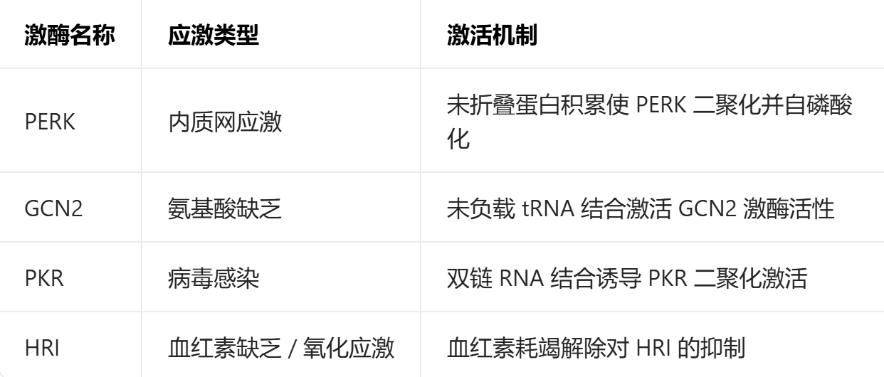 eIF2α：翻译应激应答关键因子