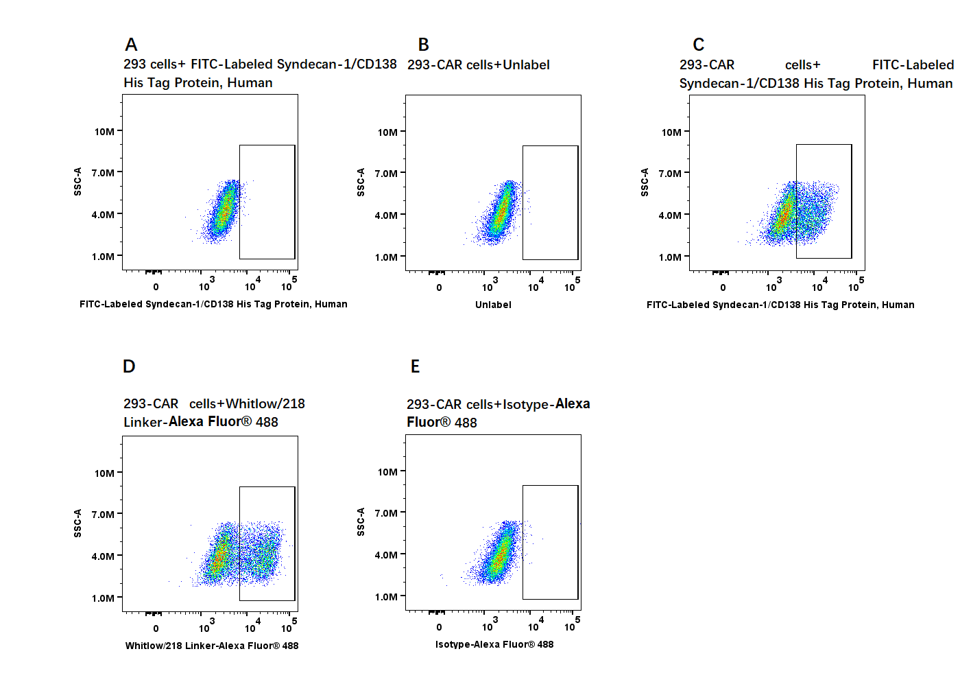 FITC标记的Syndecan-1/CD138 His标签蛋白在浆细胞免疫组化检测中的应用