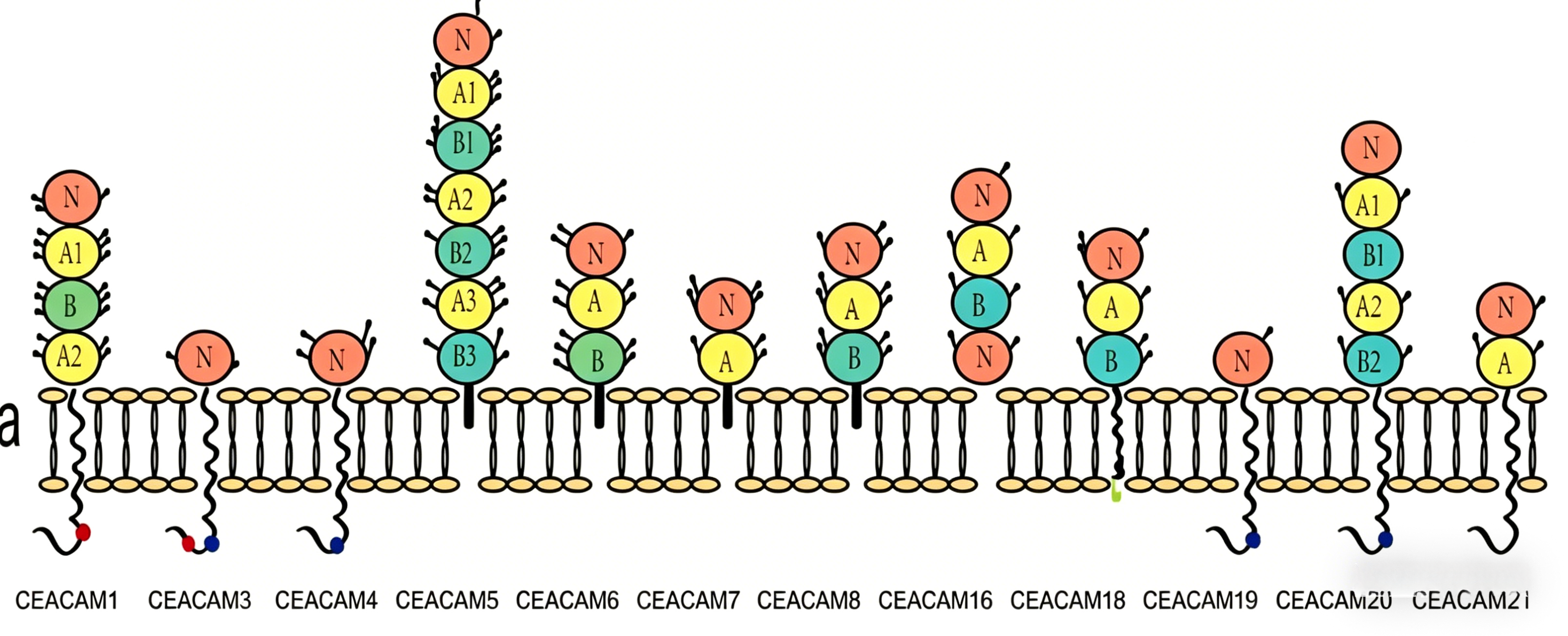 PE标记的CEACAM-5/CD66e Fc及Avi标签蛋白在结直肠癌NIR-II荧光成像中的应用