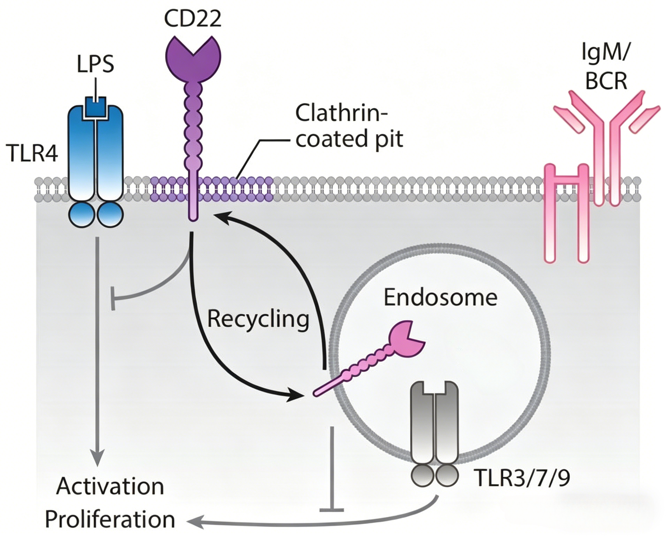 Siglec-2/CD22 Fc嵌合蛋白在B细胞恶性肿瘤靶向治疗研究中的应用