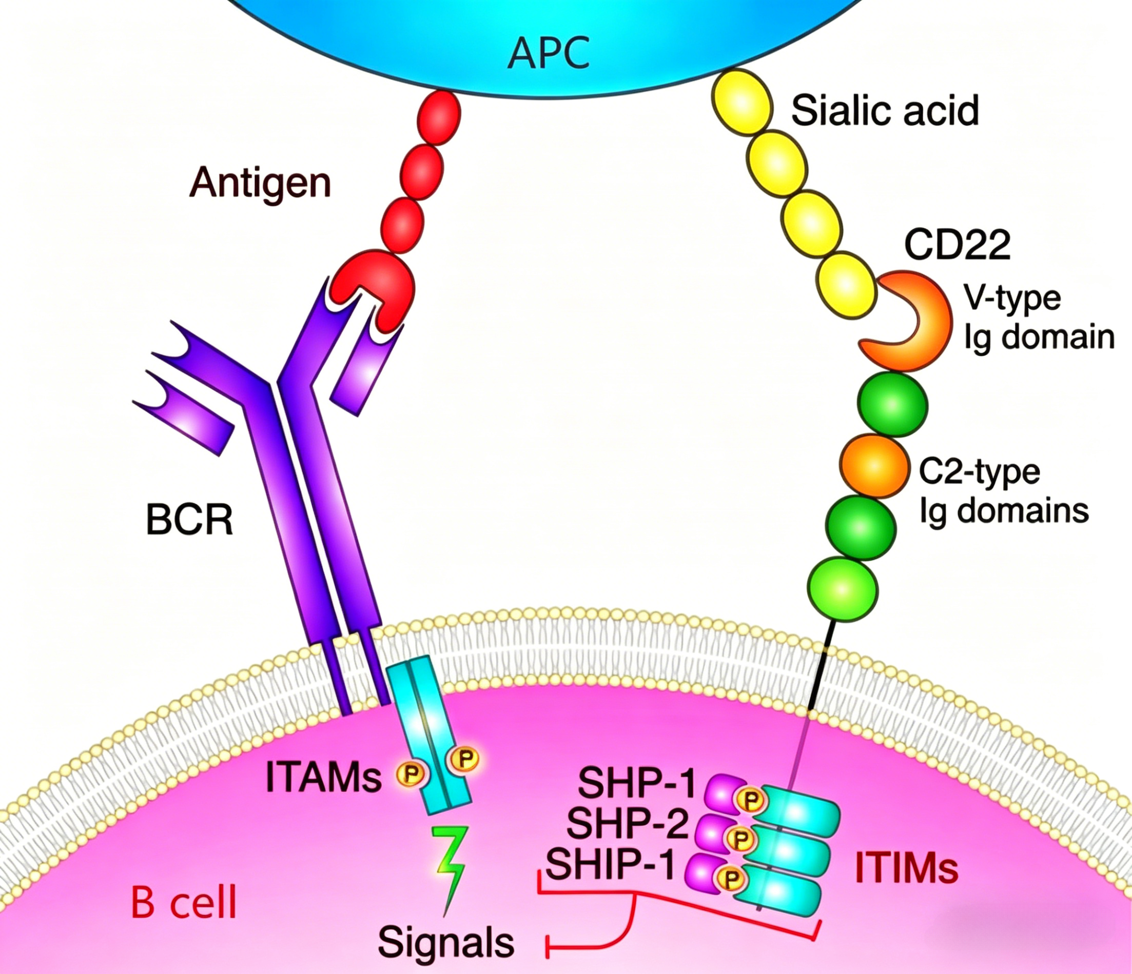FITC标记的Siglec-2/CD22 Fc嵌合蛋白在B细胞免疫治疗研究中的应用