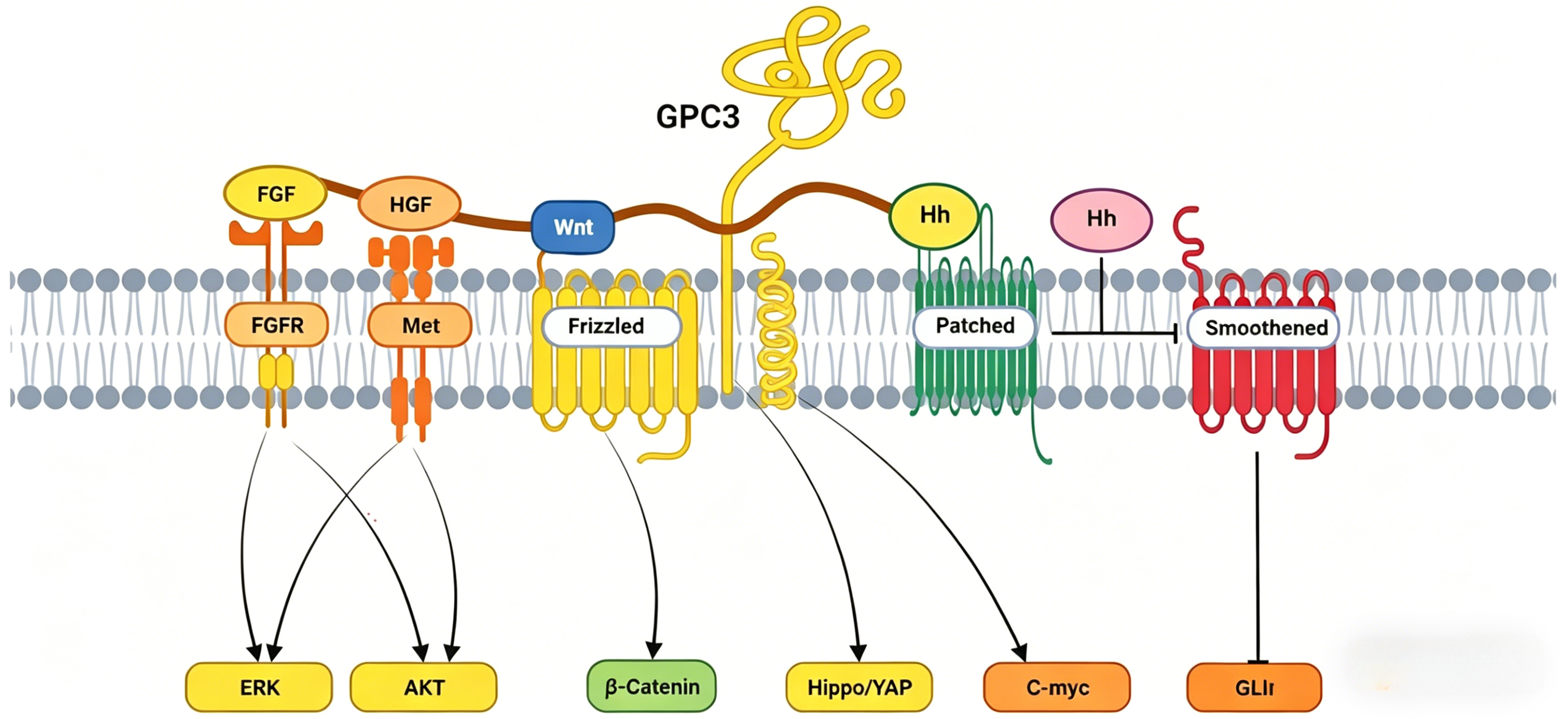 FITC标记的GPC3 Fc嵌合蛋白在肝癌靶向治疗研究中的应用