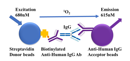 揭秘生物行业 IgG 精准检测神器：TR - FRET IgG 夹心检测试剂盒