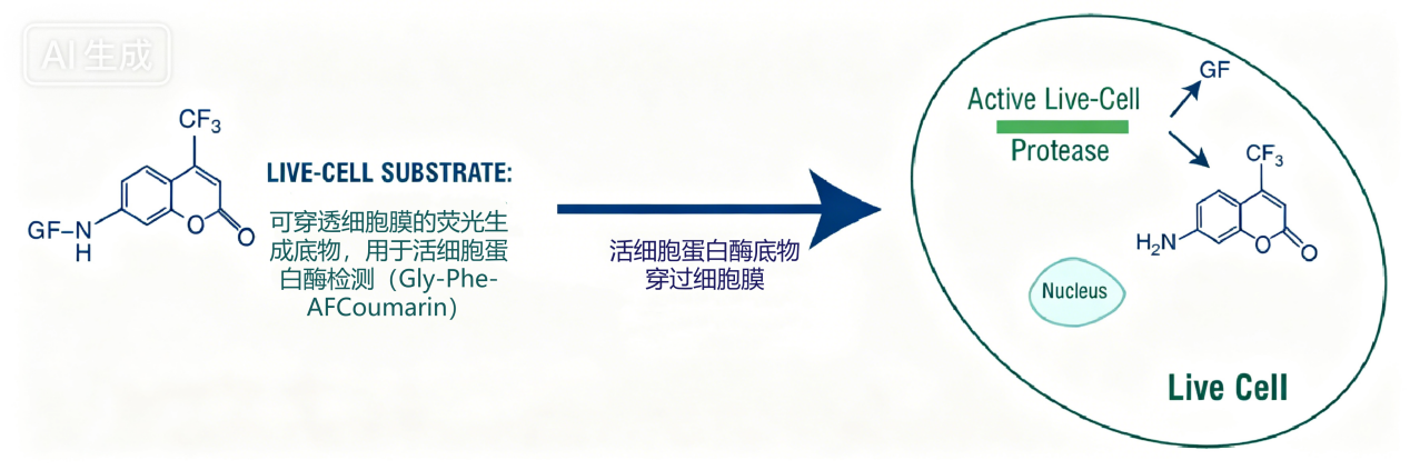 细胞健康状态检测全系列:从活力、毒性到凋亡,一套方案全覆盖