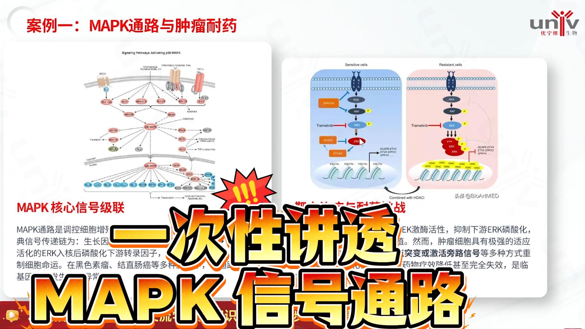 一次性讲透:MAPK 信号通路