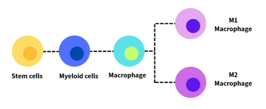 Mouse MacroPhage Panel(7色)