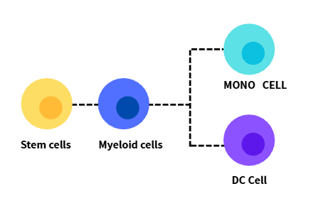 mouse Myeloid组合（Mo+DC）(6色)