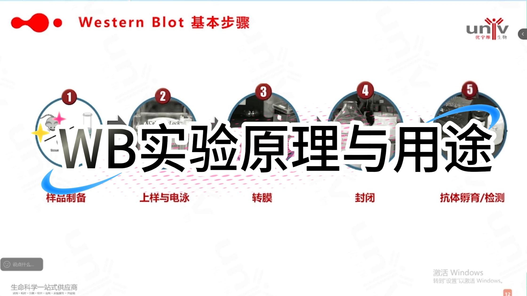 WB 实验原理与用途