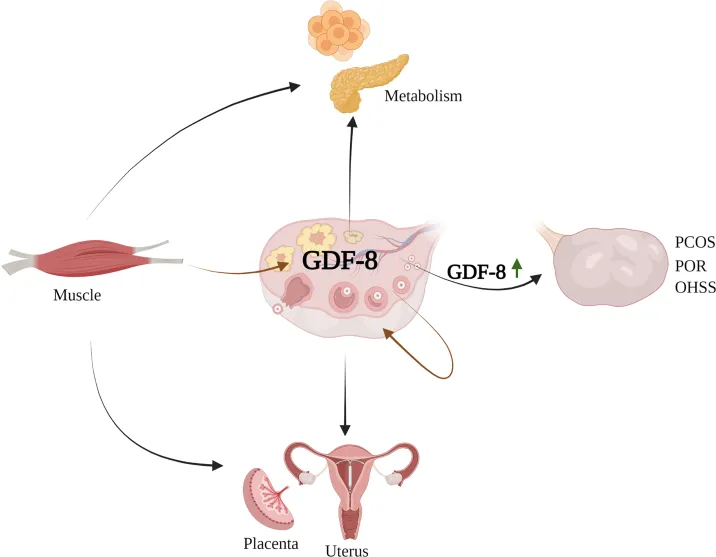 2026 全球 GDF-8 抑制剂研发管线汇总 Myostatin 单抗、融合蛋白、GLP-1 联合疗法前沿进展