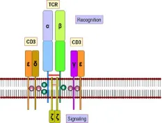 CD3抗原的精确表征与活性验证是双特异抗体药物研发的质量基石