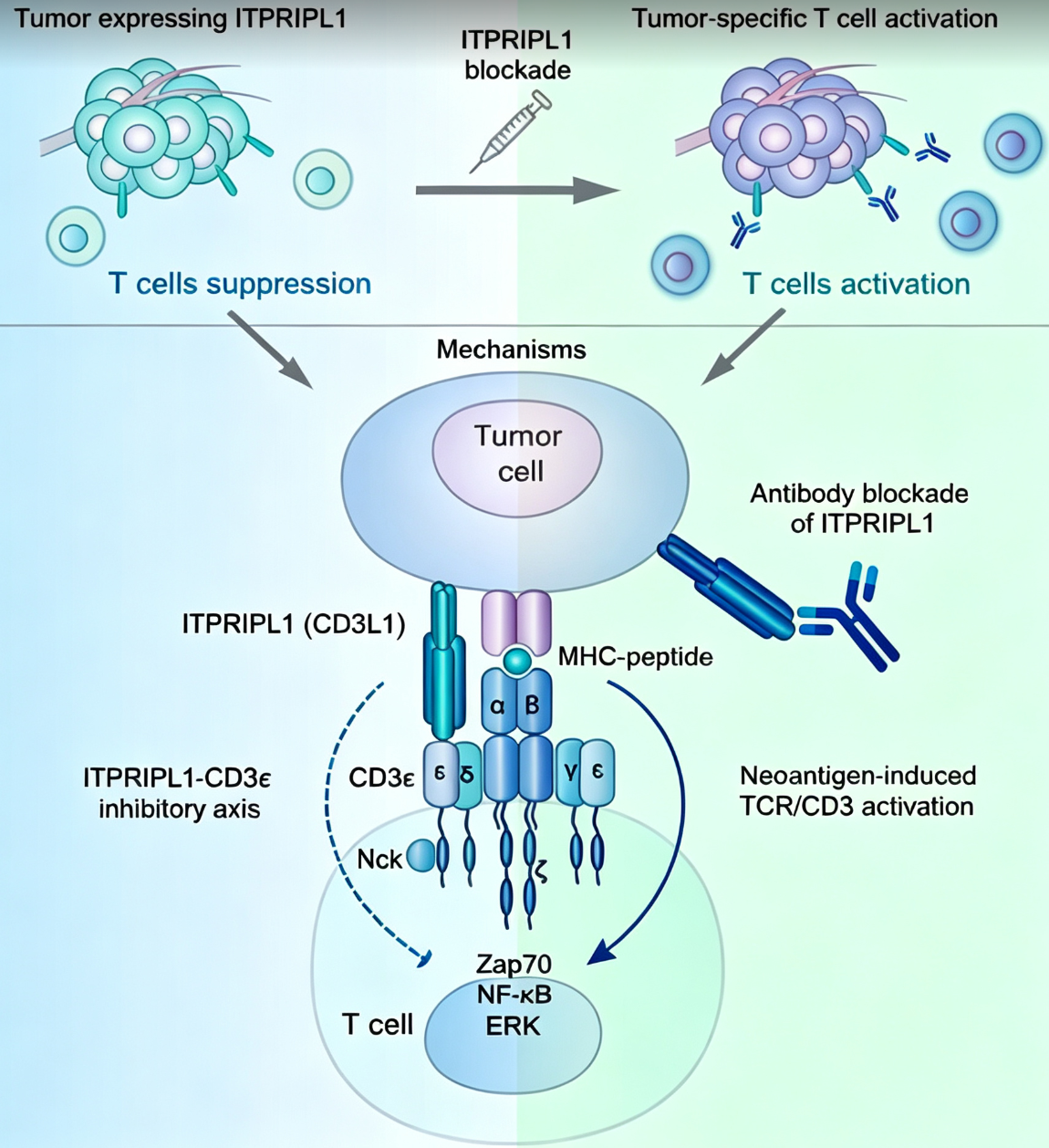 CD3-TCR复合物的信号传导机制与CD3L1免疫检查点新发现