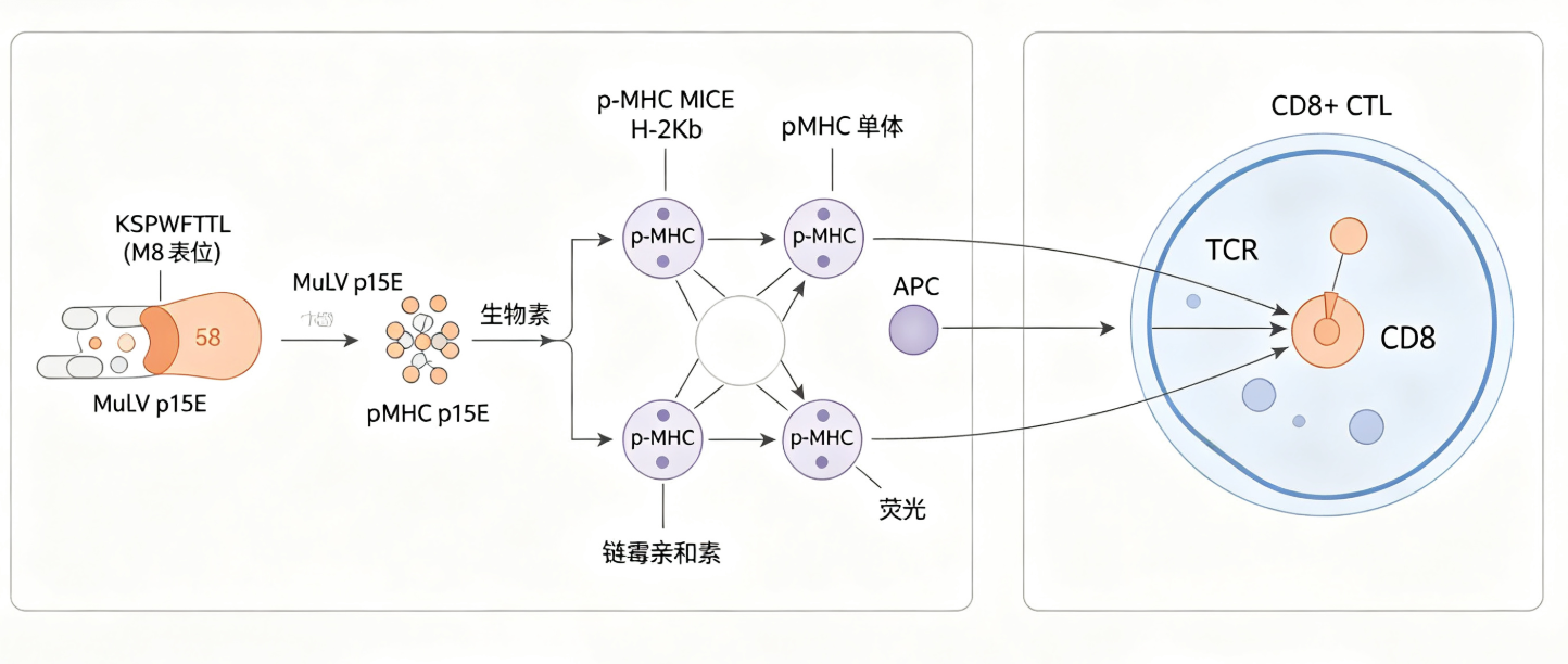 UA-MHC H-2Kb/KSPWFTTL鼠白血病病毒p15E四聚体-APC是抗原特异性T细胞检测的核心工具