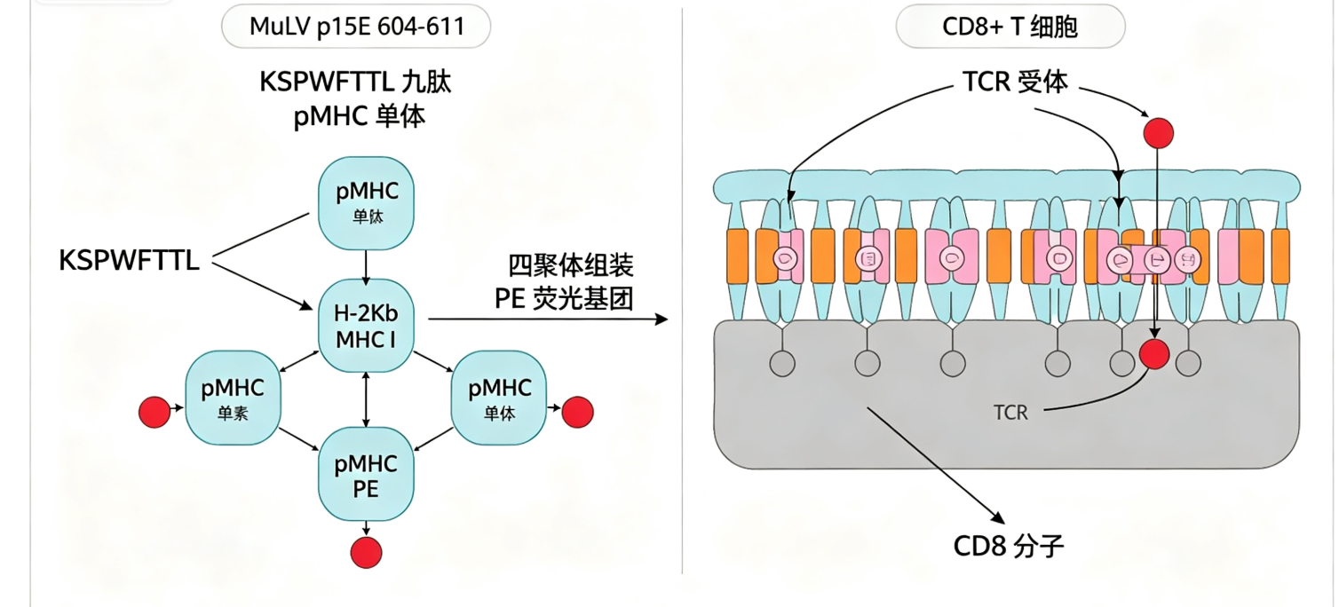 基于UA-MHC H-2Kb/KSPWFTTL鼠白血病病毒p15E四聚体的抗原特异性T细胞检测研究