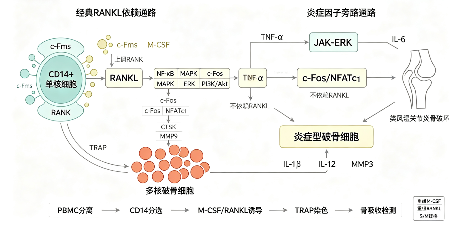 人单核细胞向破骨细胞分化的细胞因子调控机制及其研究应用