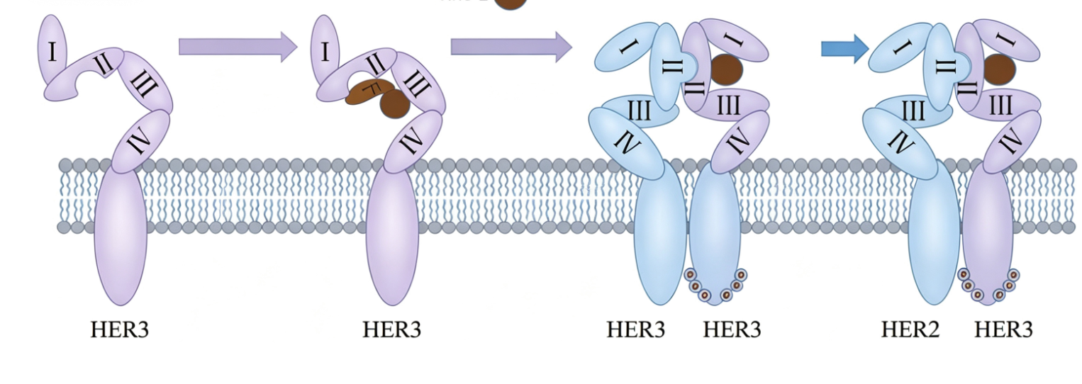 人源表皮生长因子受体3(ErbB3/HER3)His标签蛋白的结构特征与功能调控