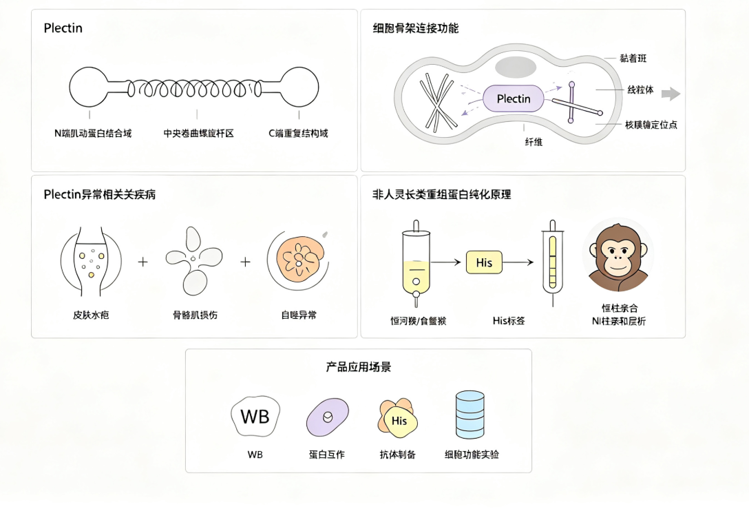 恒河猴与食蟹猴源网蛋白(Plectin)His标签重组蛋白的研究价值与应用前景