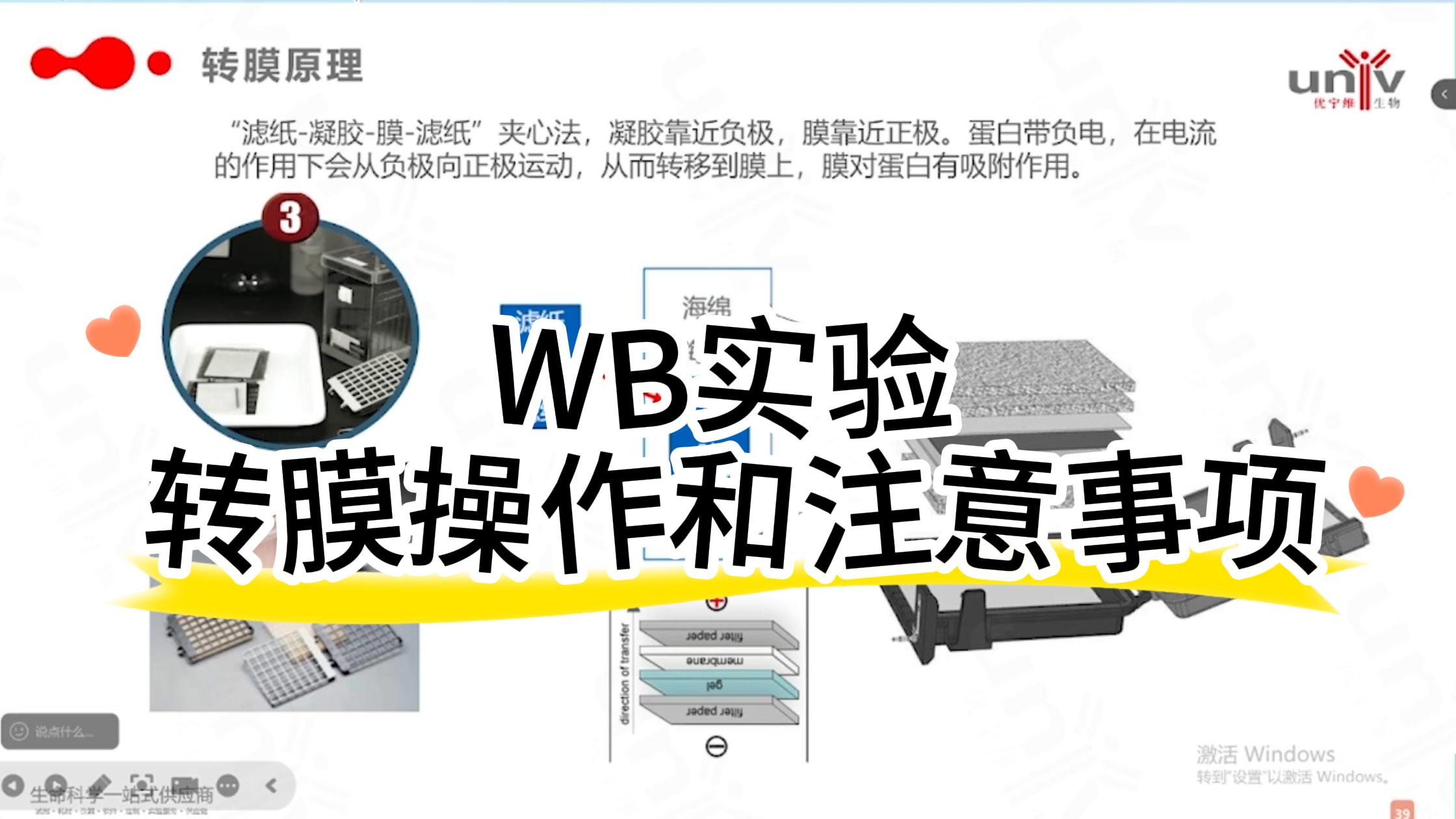 WB实验中转膜操作和注意事项是什么?
