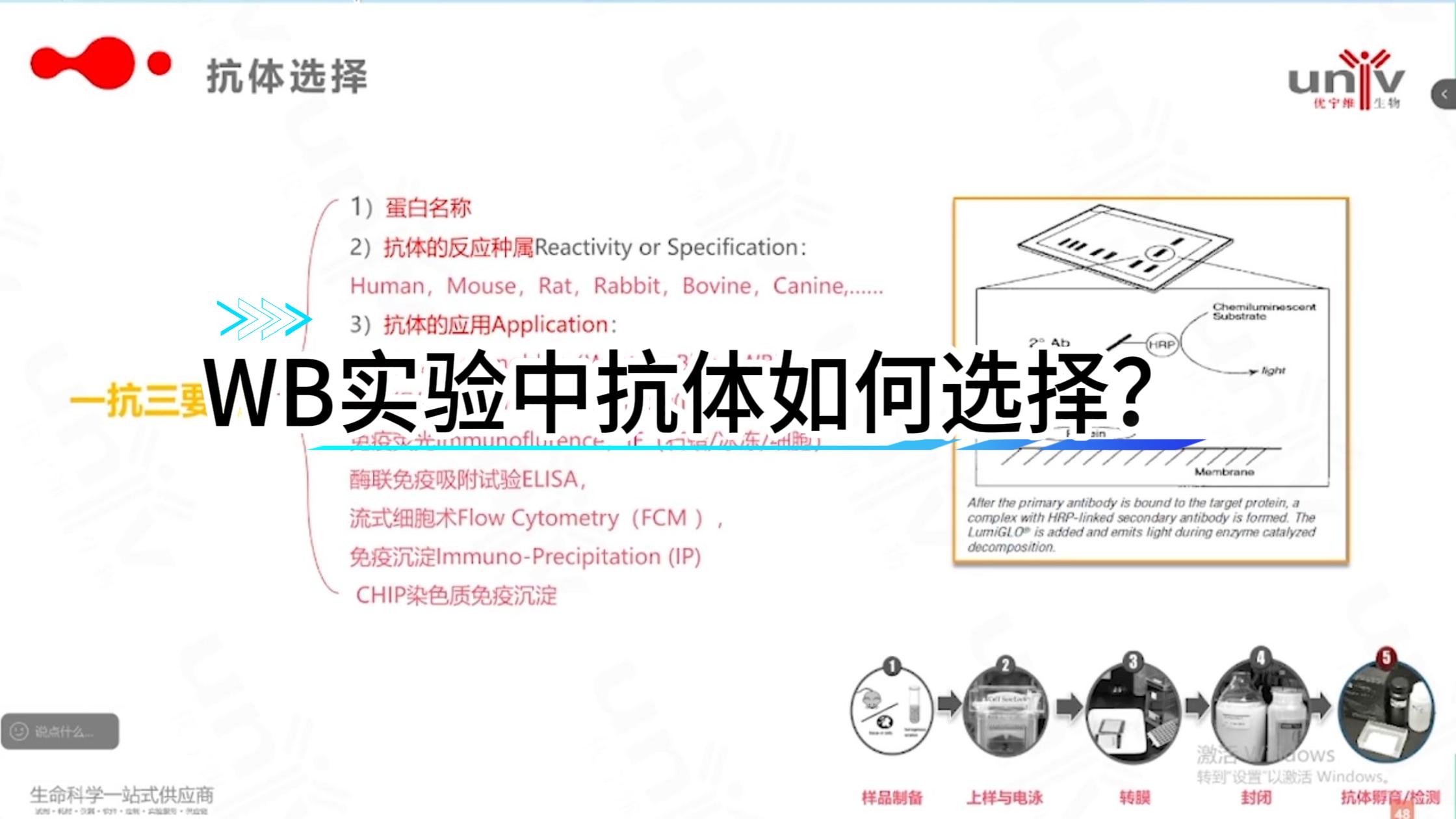 WB 实验抗体要如何选择?