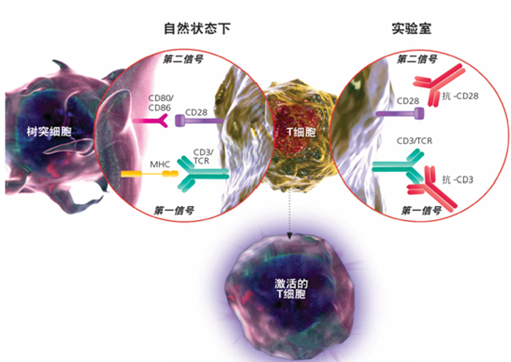 免疫卫士-T细胞培养攻略