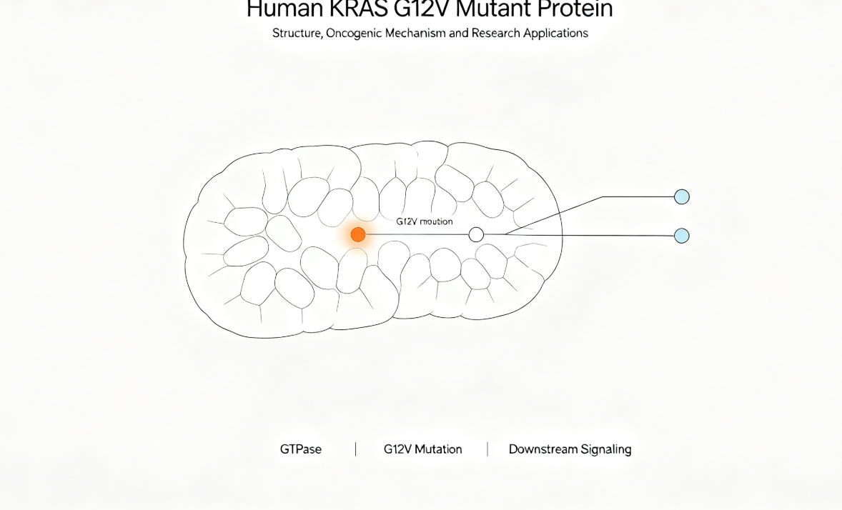 人源KRAS G12V突变体蛋白:结构特征、致病机制与研究应用