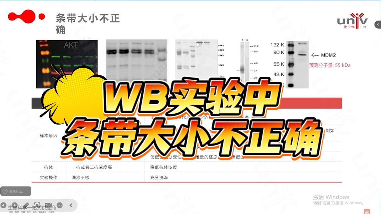 WB实验中条带大小不正确