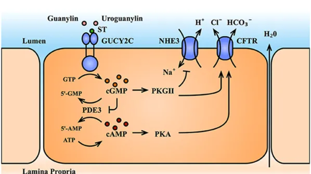GUCY2C：结直肠癌靶向治疗与液体活检的核心分子靶点