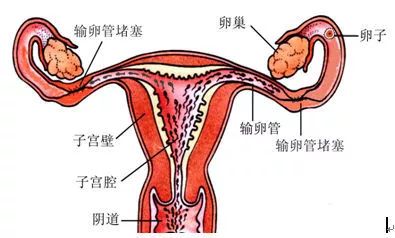 生命奇迹的起点：走进生殖医学的科学世界